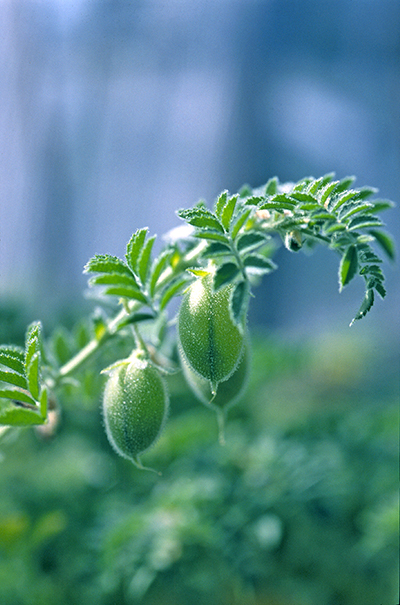 Chickpea exports are up 90 percent to India.