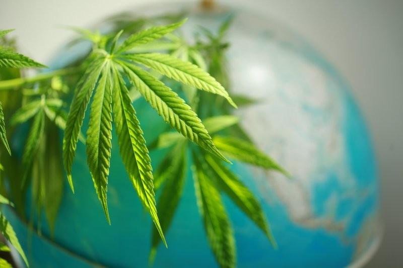 Medicinal cannabis may prove to be a strong Australian export, if Cannatrek has its way. Image: Cannatrek.