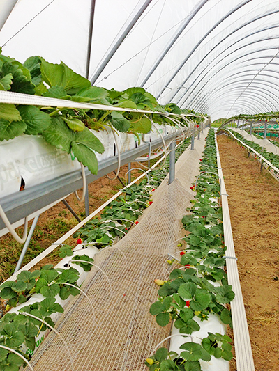 Poly tunnels at Pinata's Wamuran farm.