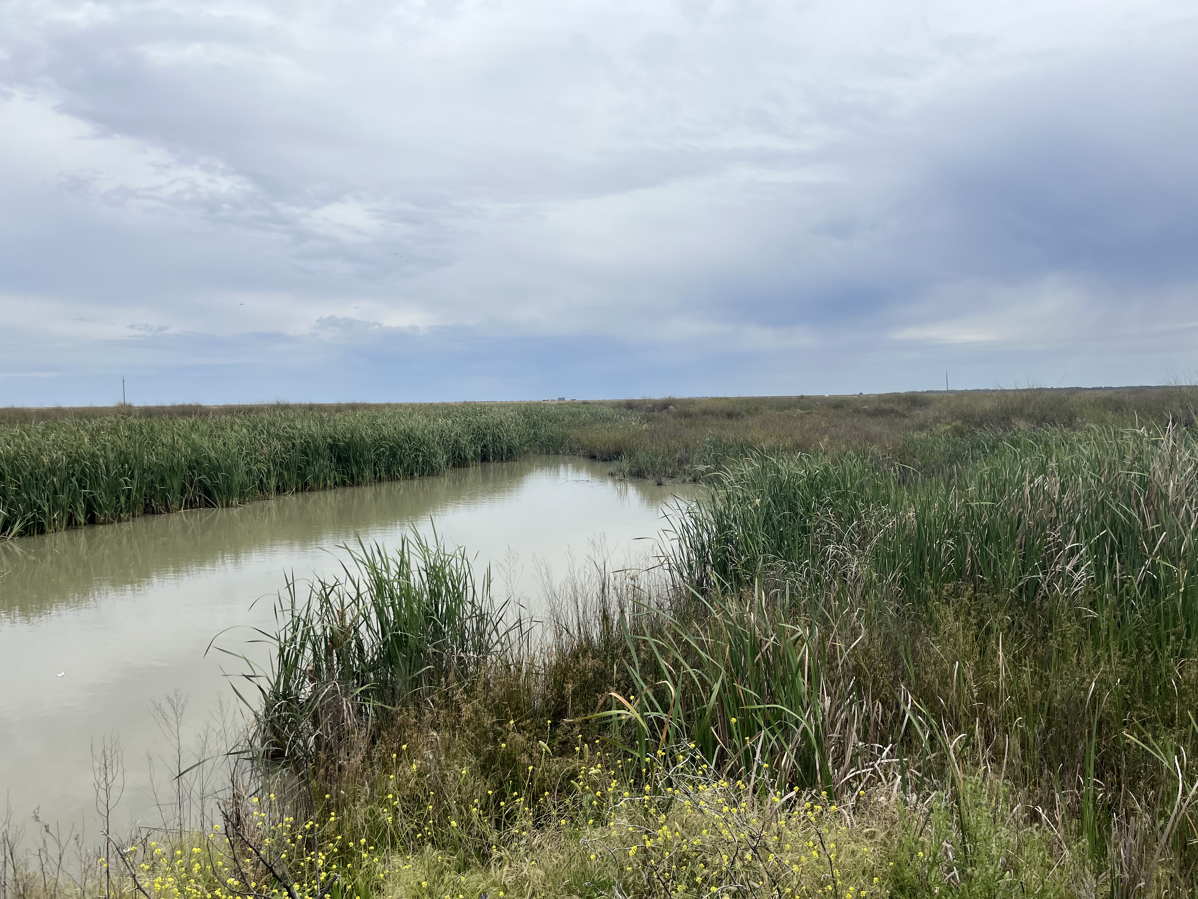 Wetlands in the Toogimbie Indigenous Protected Area, jointly managed by Hay LALC and the Nari Nari Tribal Council. Photo: UNSW Sydney.