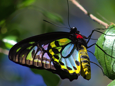 Subject of a major multi-state conservation program championed by Wildlife Queensland, the beautiful Richmond birdwing butterfly species. Image: Wildlife Queensland.