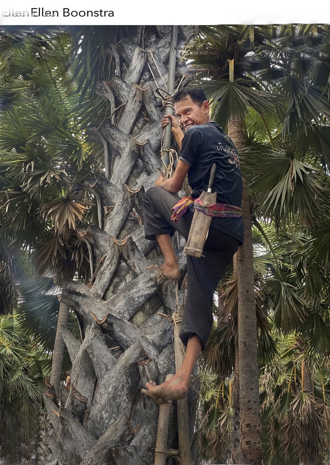 Petchaburi's palm sugar plantations are legendary. Image: Ellen Boonstra.