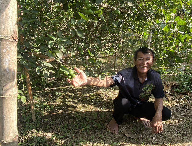 One of Petchaburi's lime farms. The journey from paddock to plate is one of the shortest and freshest in the world at Petchaburi. Image: Ellen Boonstra.