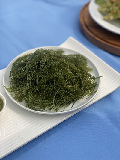 A Petchabui marine farm's sea grapes on fresh display. Image: Ellen Boonstra.